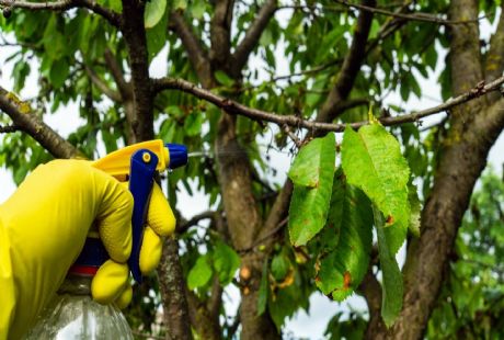 Zehirli Olmayan İlaçlama